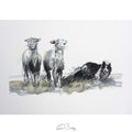 Working sheepdog