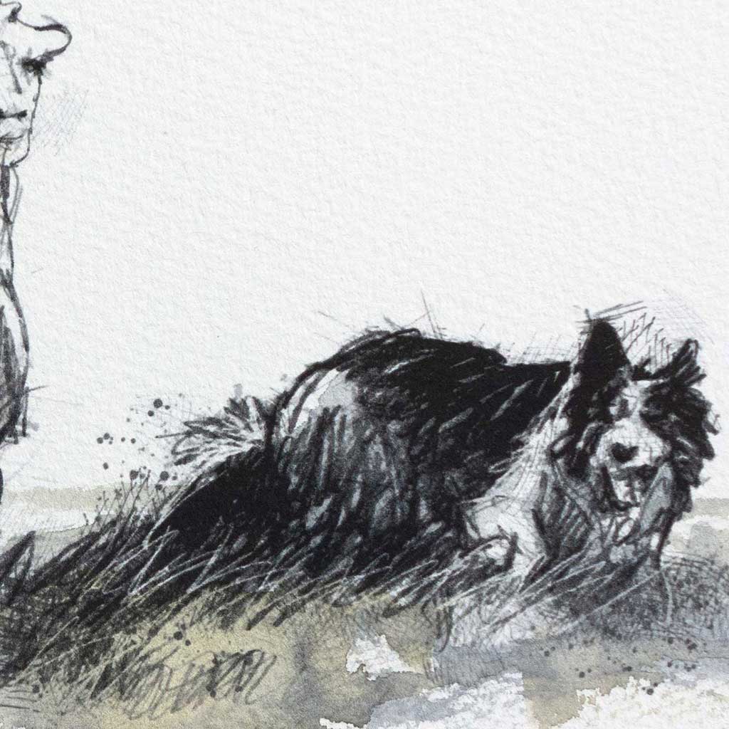 Working sheepdog