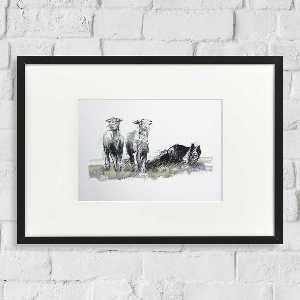 Working sheepdog