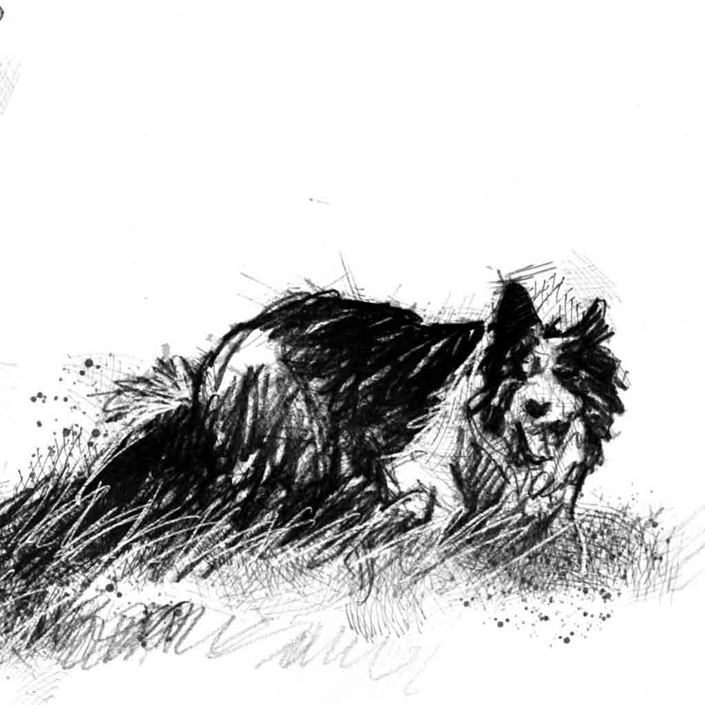 Working collie dog