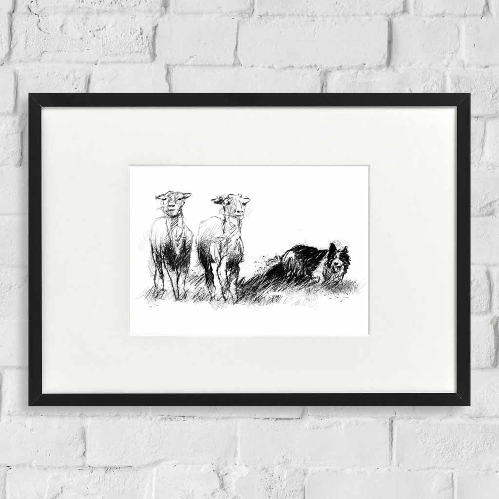 Working collie dog
