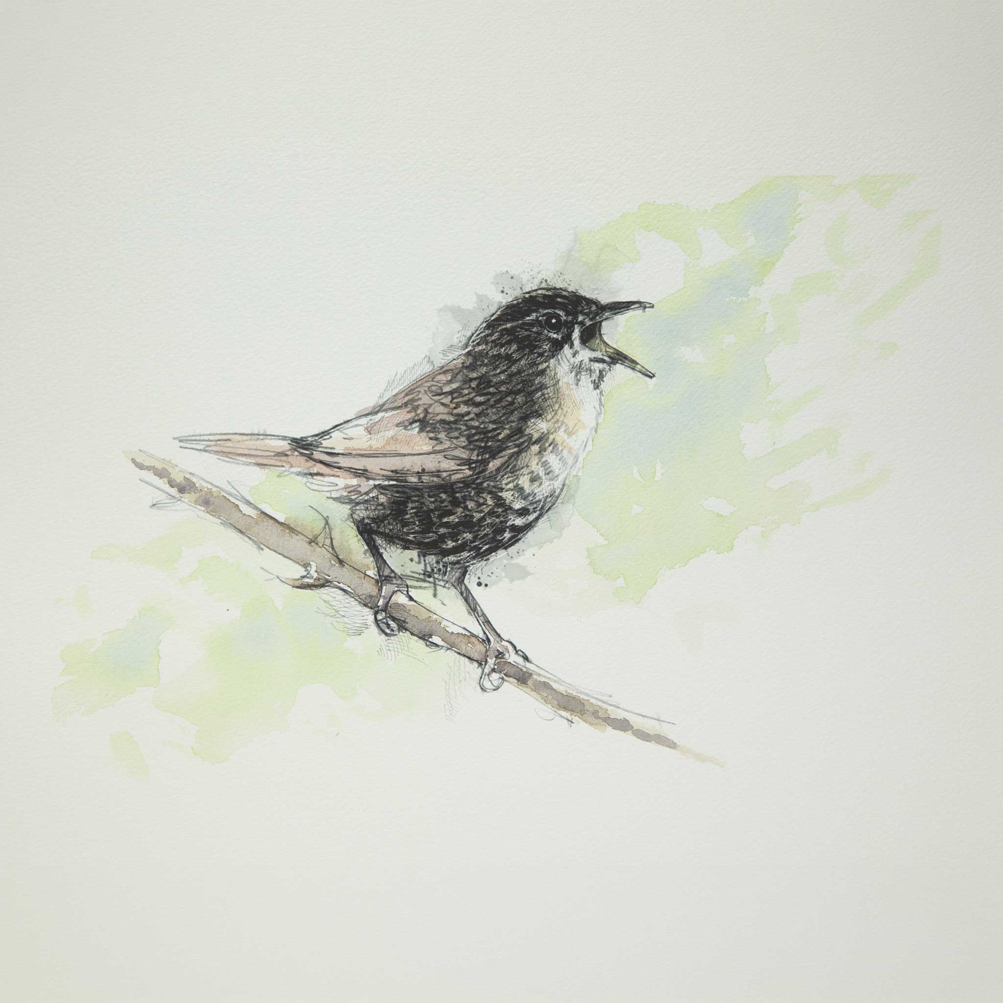 Wren song - Colour Sketch