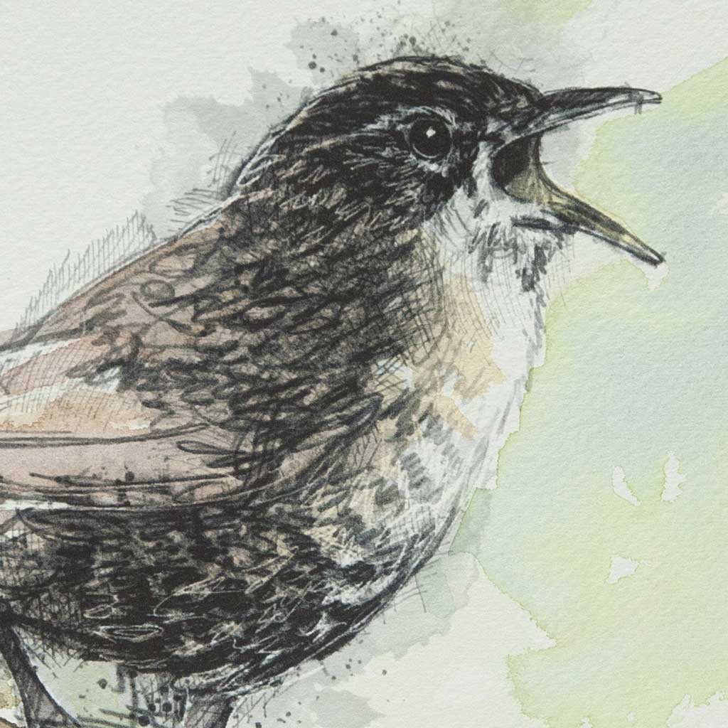 Wren song - Colour Sketch