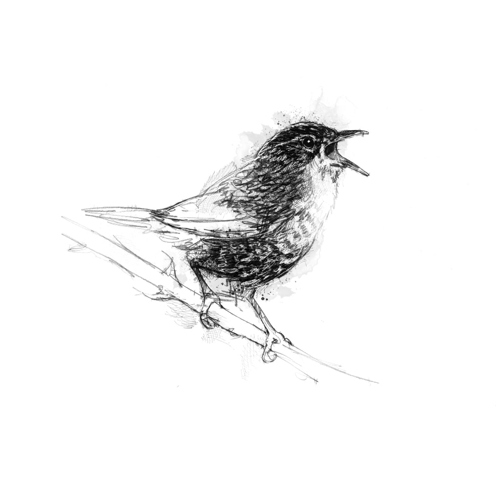 Wren - BW Sketch