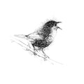 Wren - BW Sketch