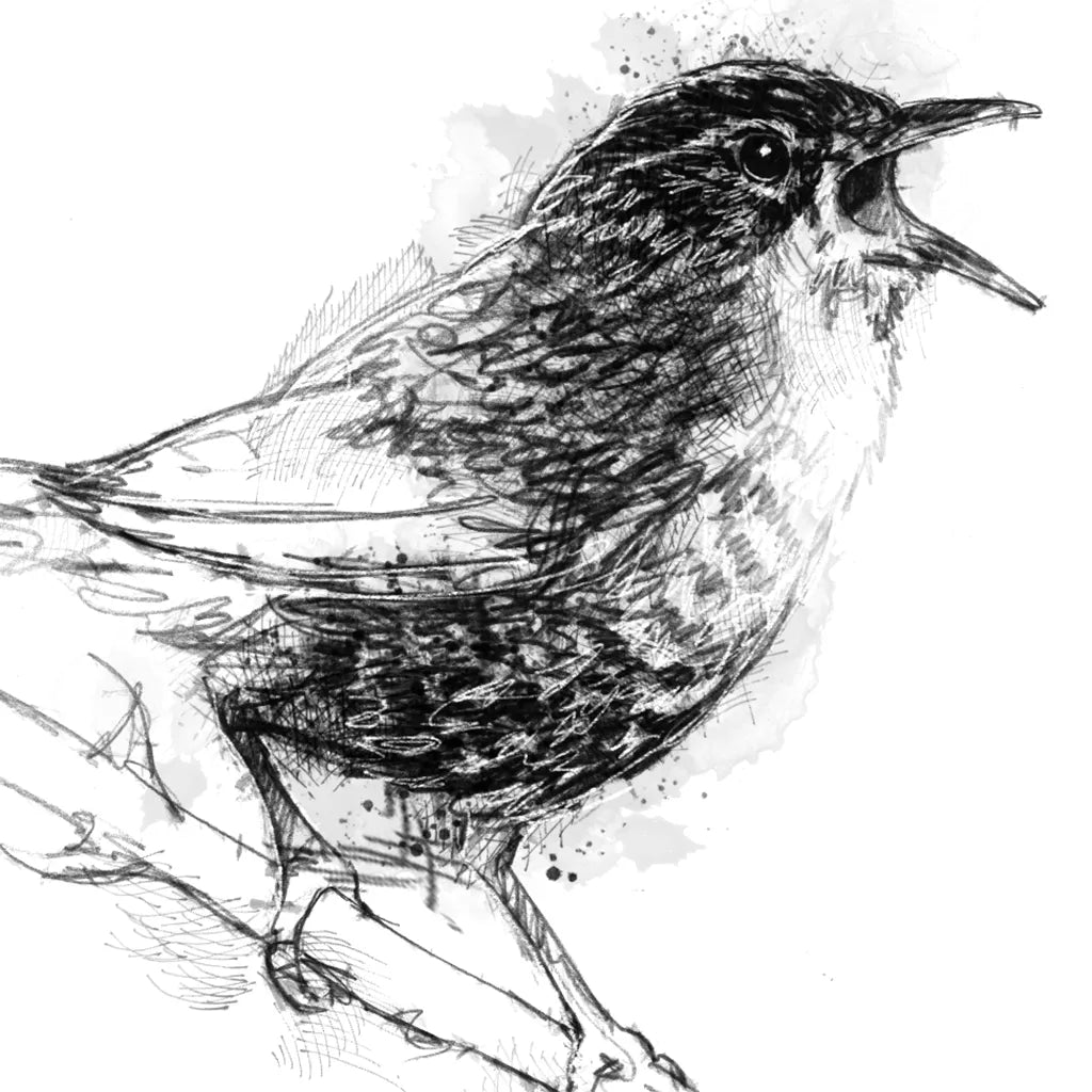 Wren - BW Sketch