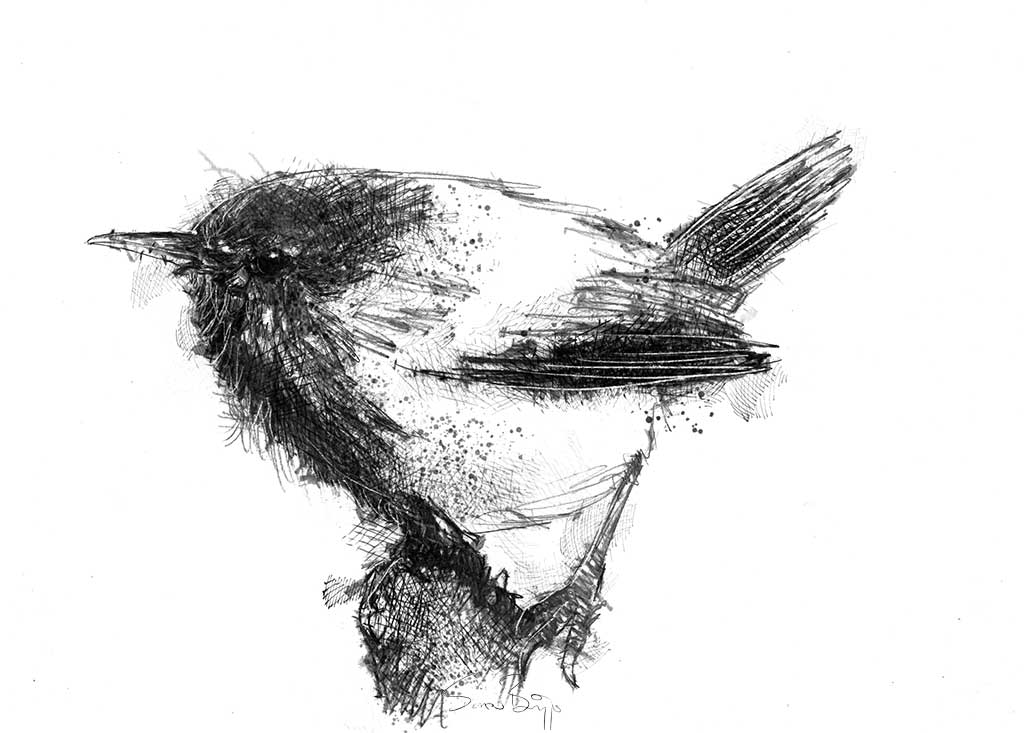 Wren