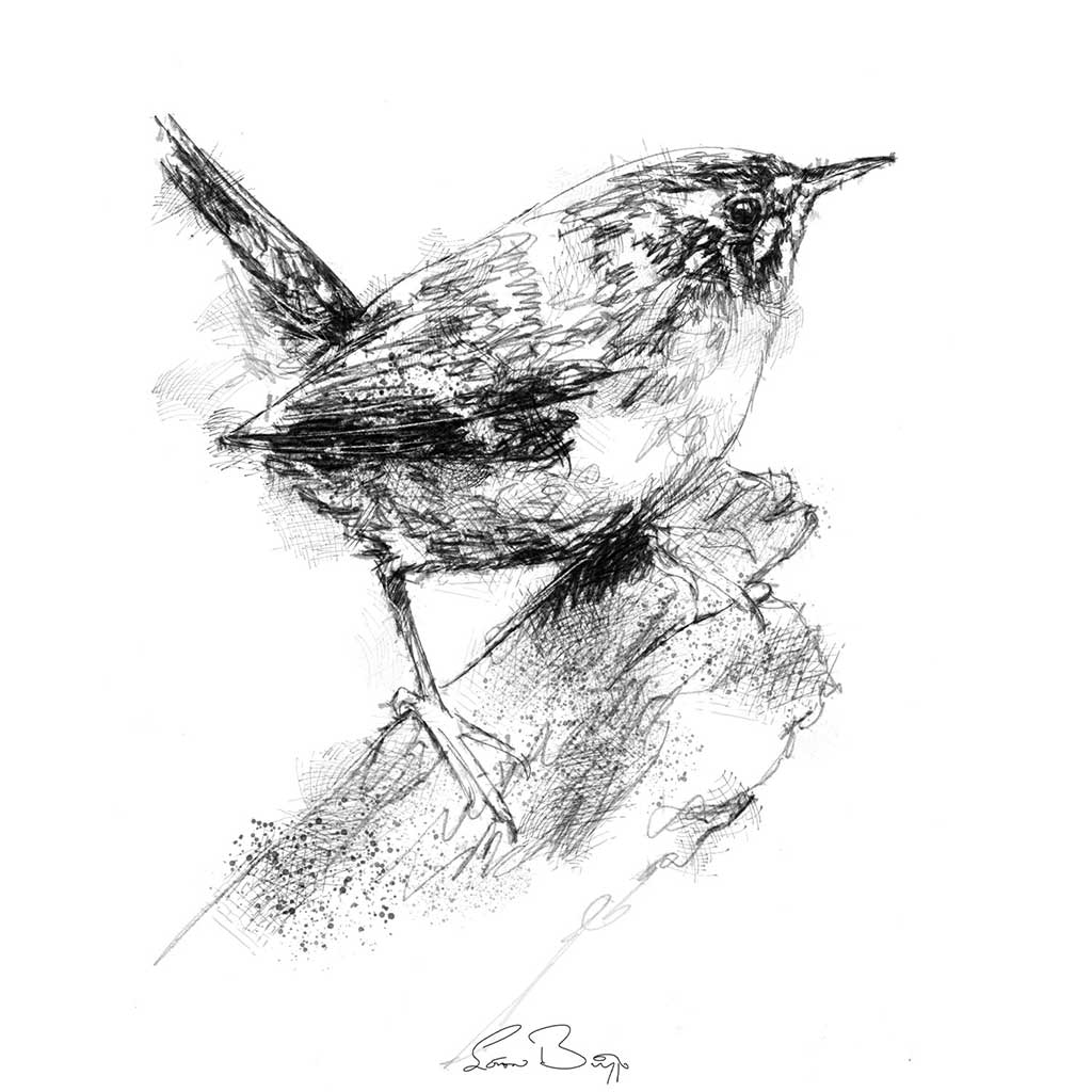 Little wren
