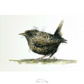 Little wren sketch