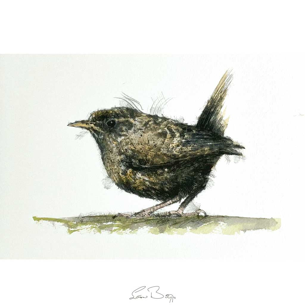 Little wren sketch