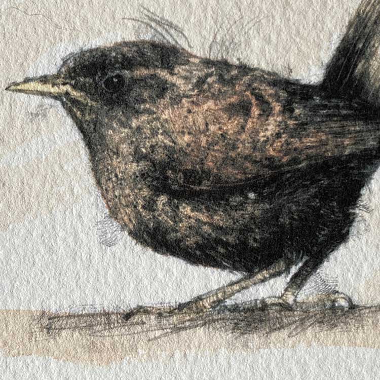 Wren mini sketch