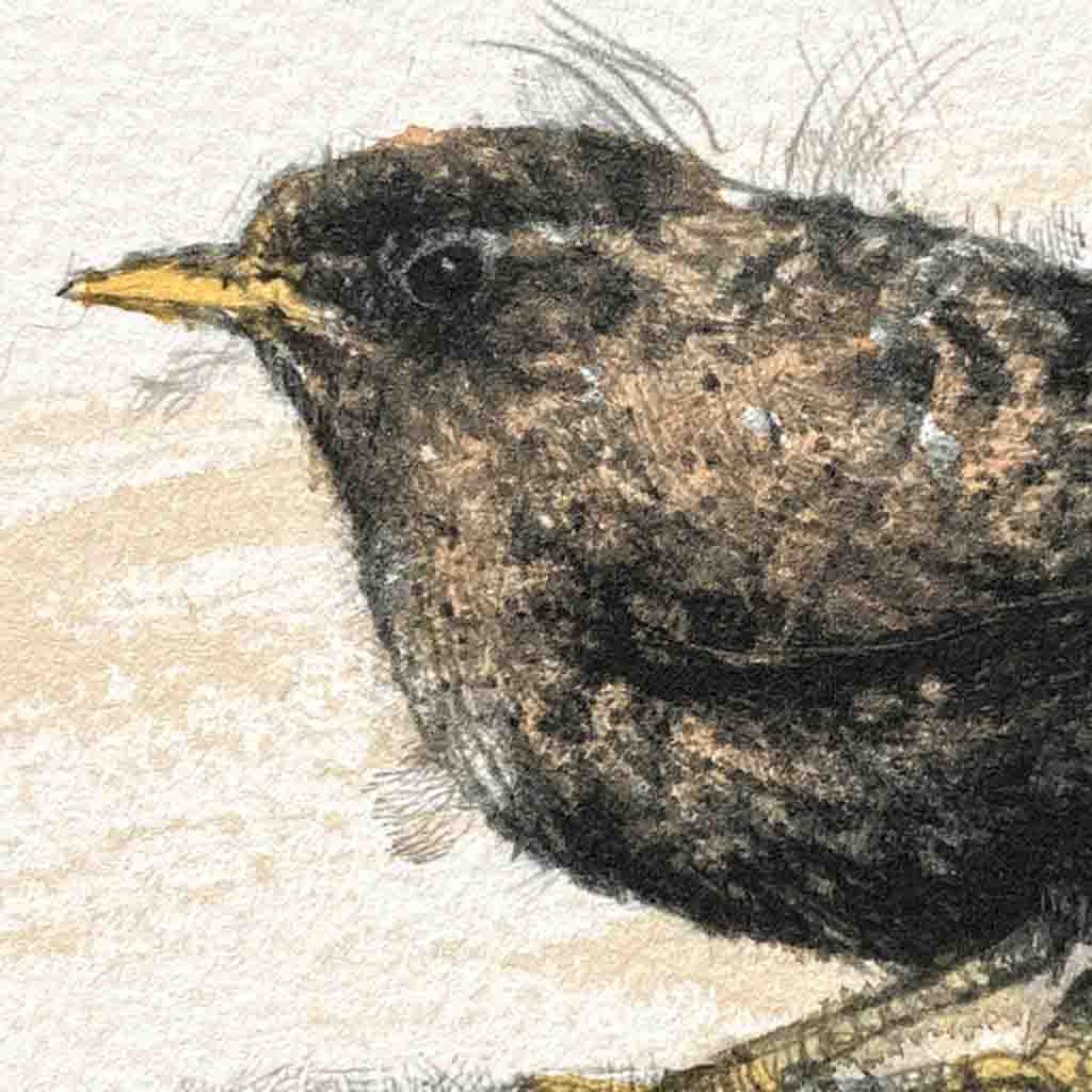 Wren original mini sketch