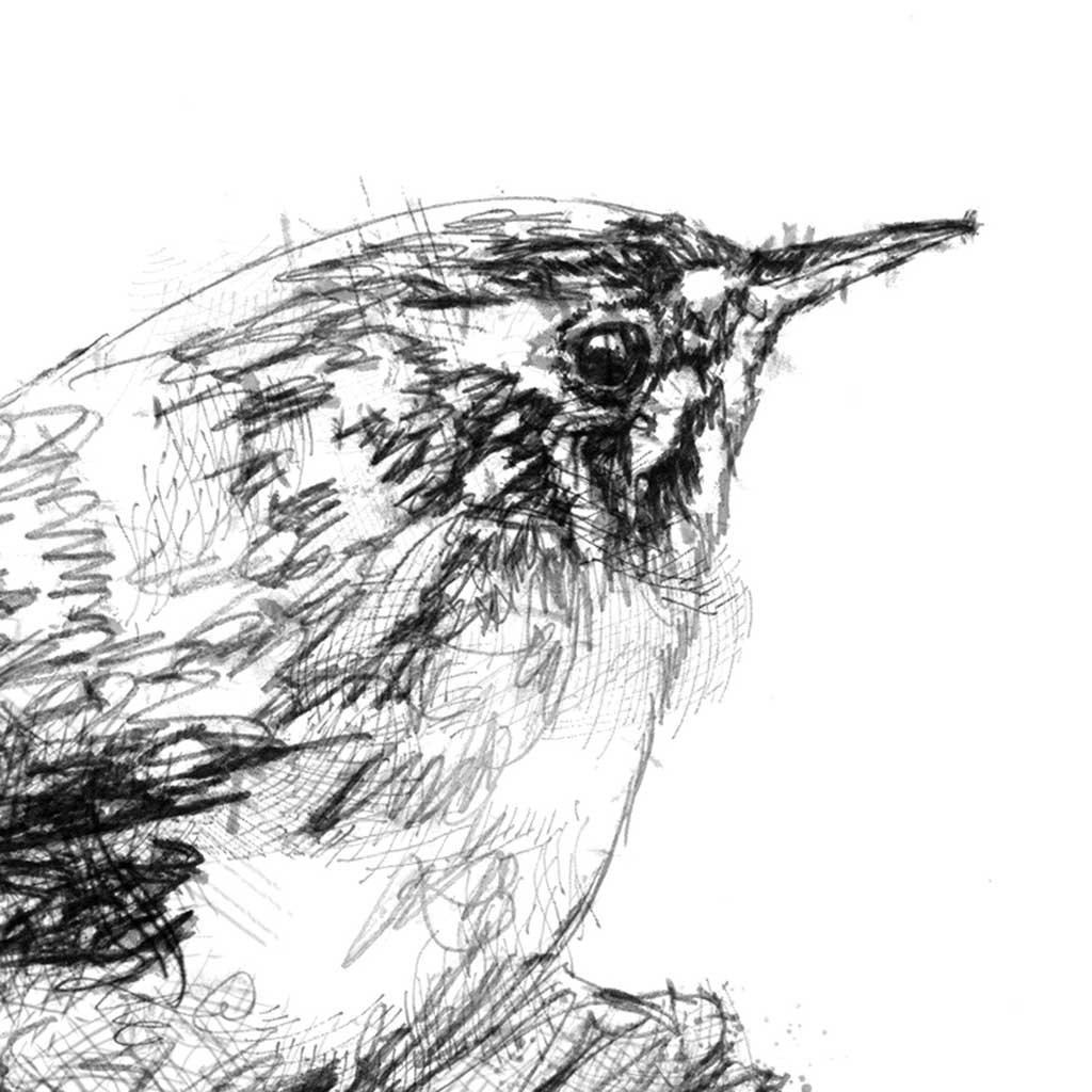 Little wren