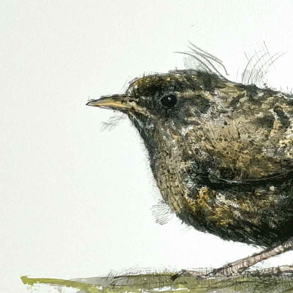 Little wren sketch
