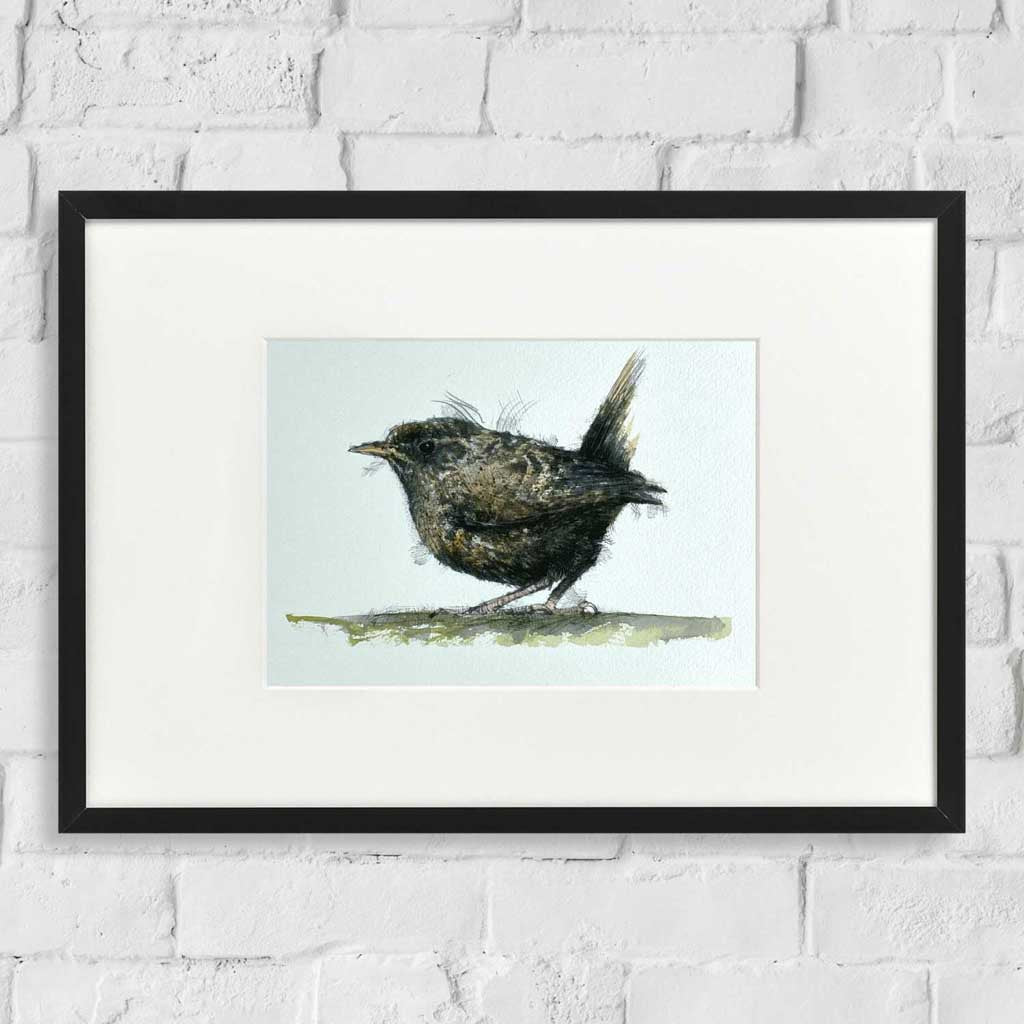 Little wren sketch