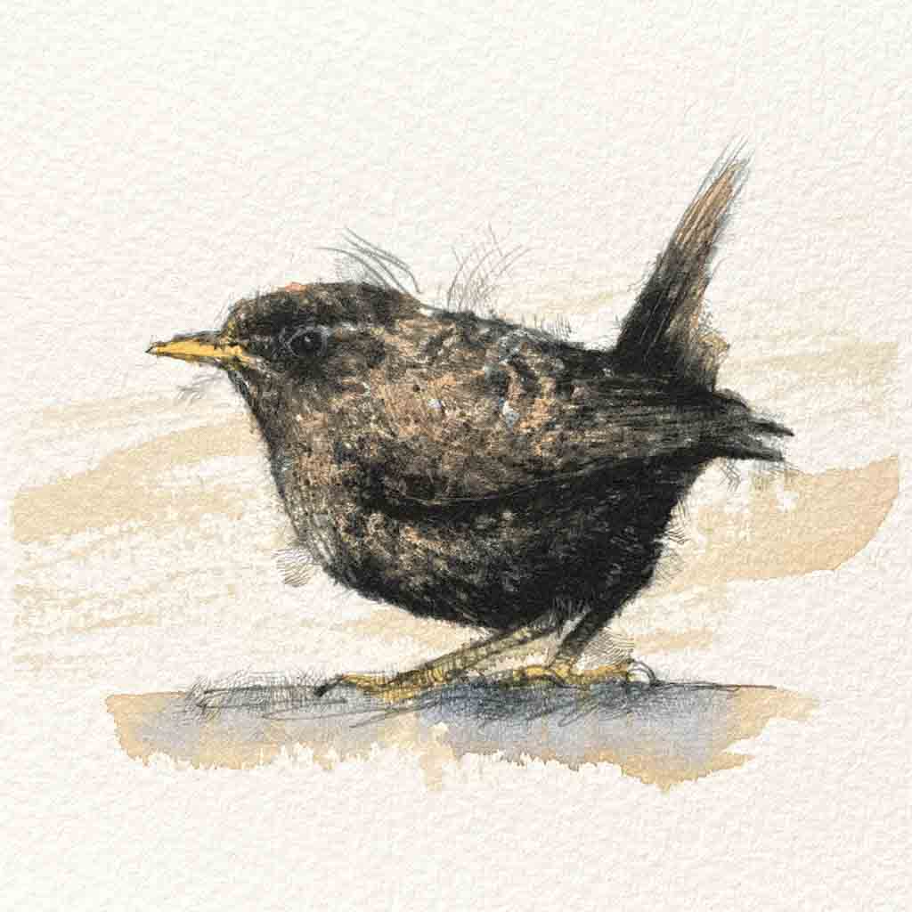 Wren original mini sketch