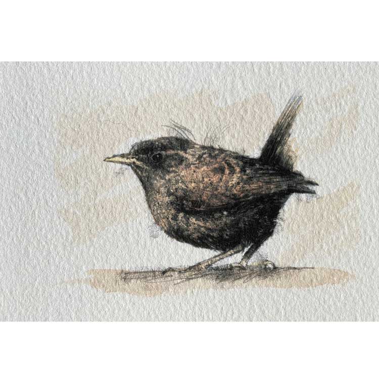 Wren mini sketch