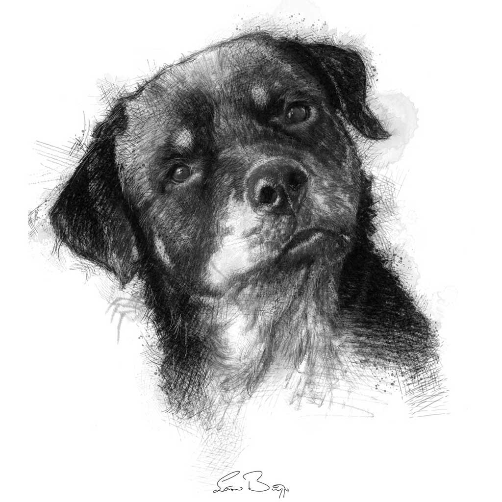 Rottweiler