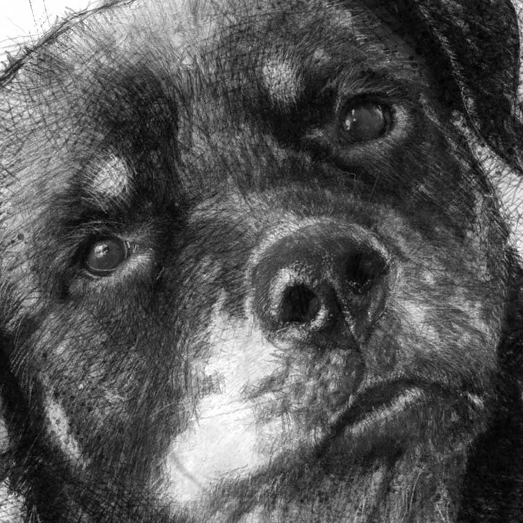 Rottweiler