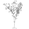 Wild flower