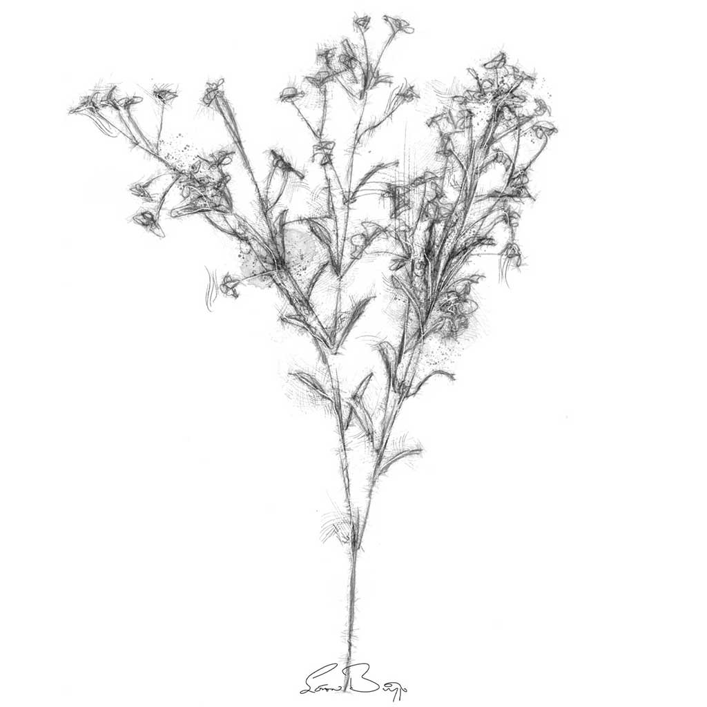 Wild flower