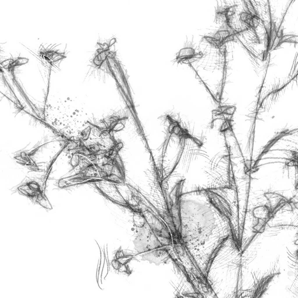 Wild flower