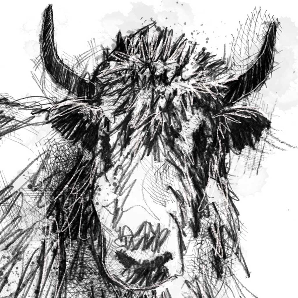 Scruffy yak