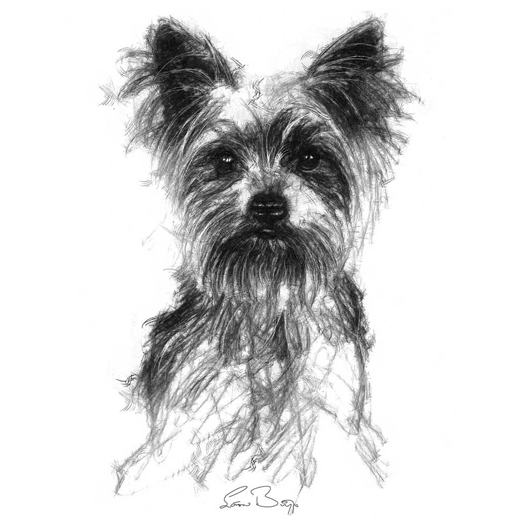 Yorkshire terrier