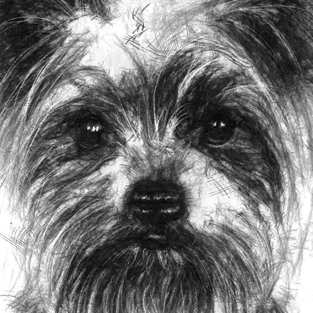 Yorkshire terrier