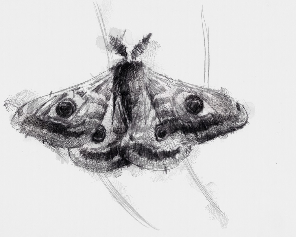 Woodland moth | SeanBriggs