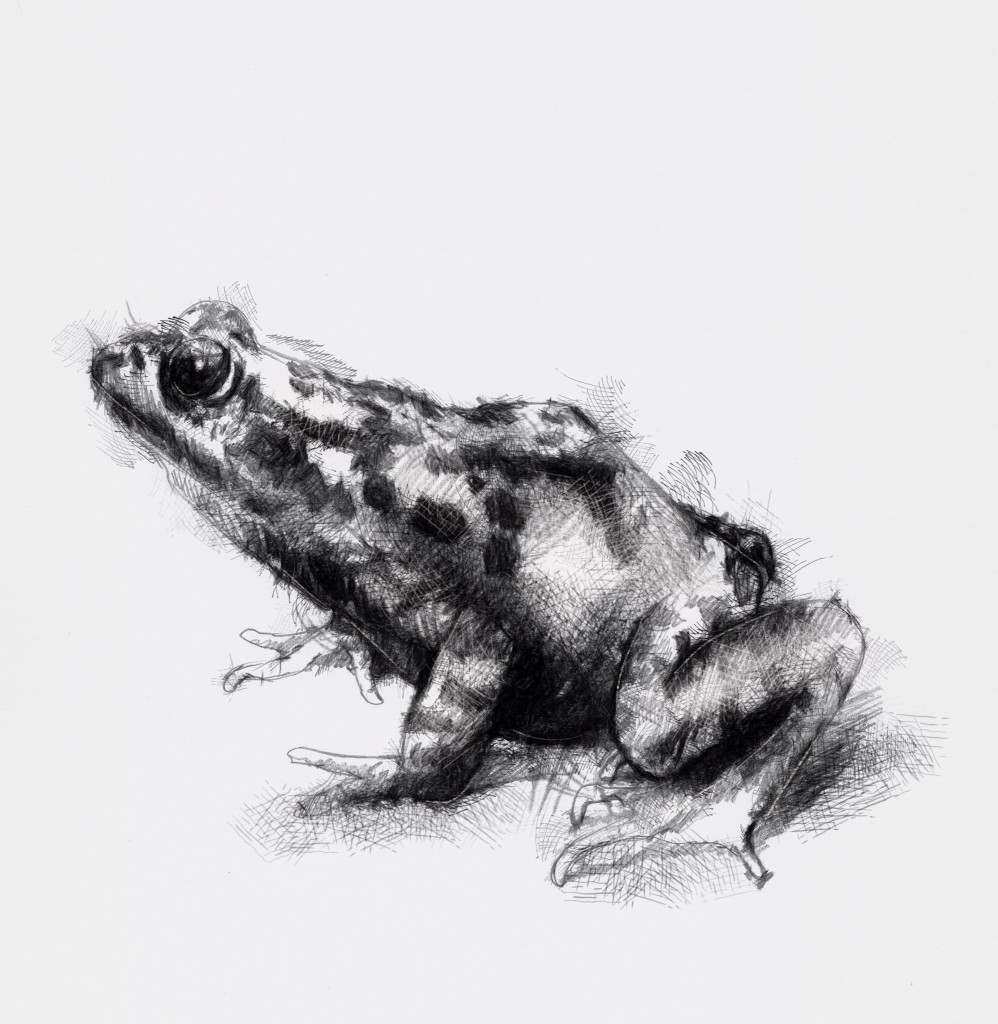 Spring frog | SeanBriggs
