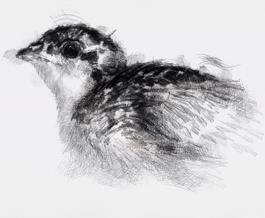 Quail chick | SeanBriggs