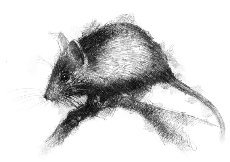 House mouse | SeanBriggs