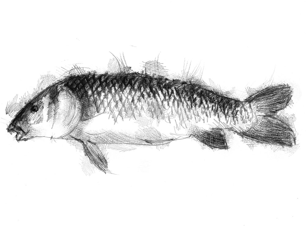 Carp | SeanBriggs