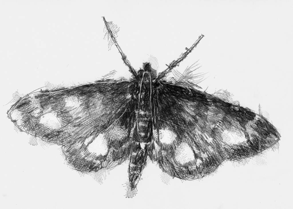 Moth | SeanBriggs