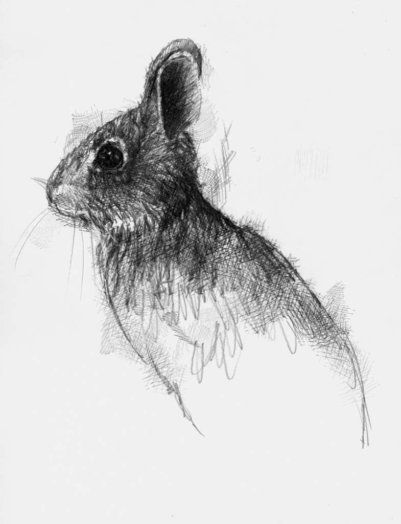 Easter bunny | SeanBriggs