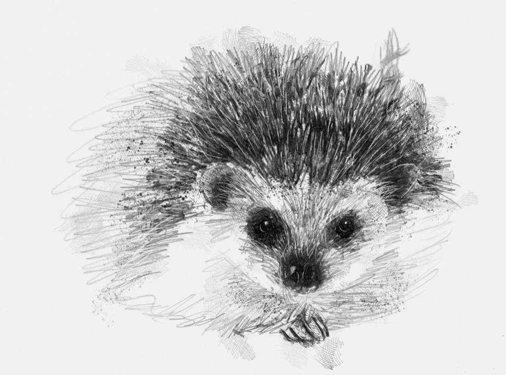 Young hedgehog | SeanBriggs