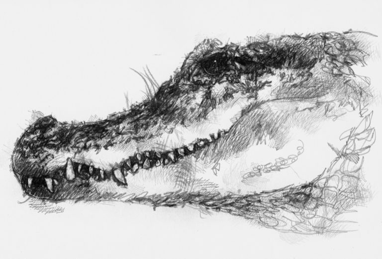Crocodile | SeanBriggs