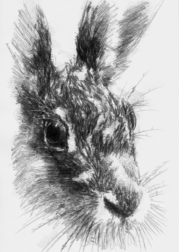 Brown hare | SeanBriggs