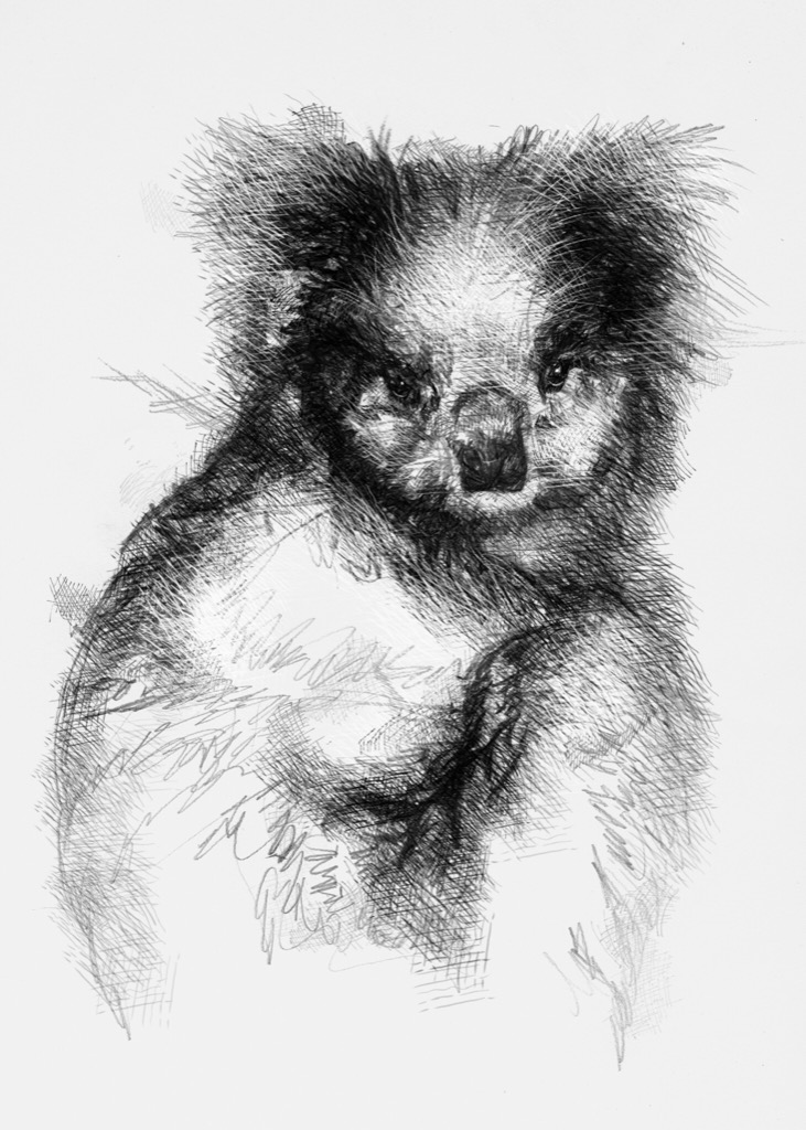 Koala | SeanBriggs