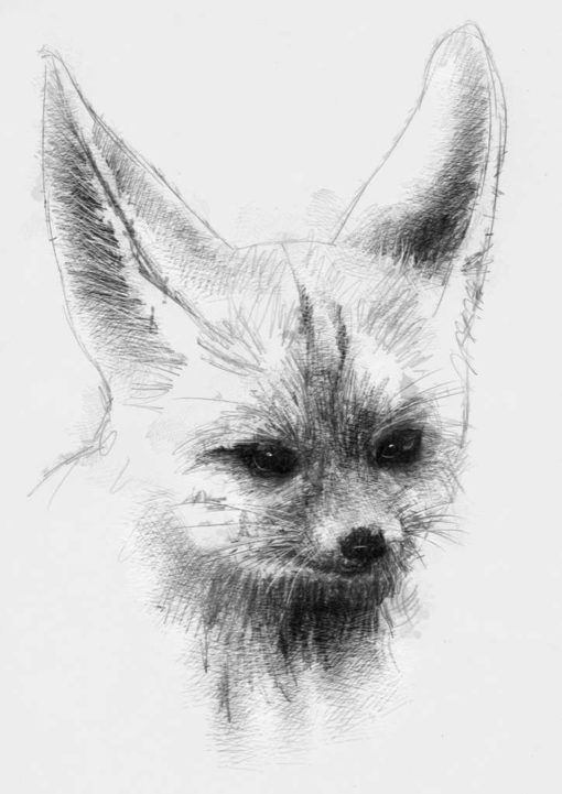 Fennec fox | SeanBriggs