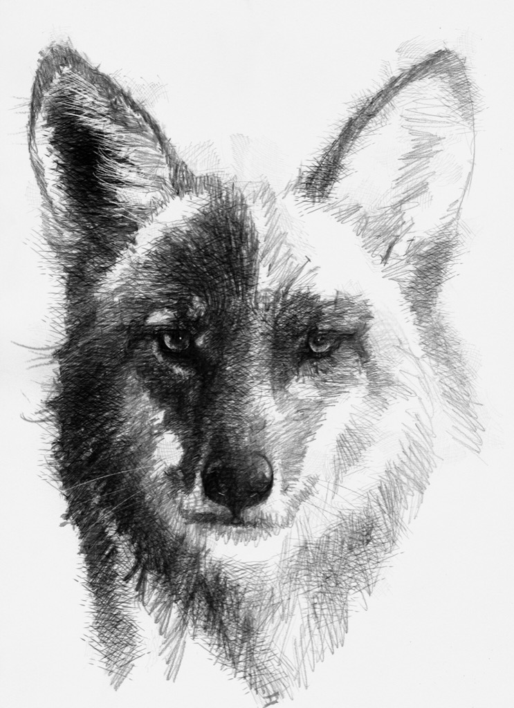 Coyote | | SeanBriggs