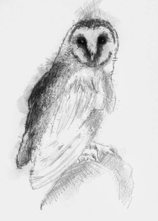 Barn owl | SeanBriggs