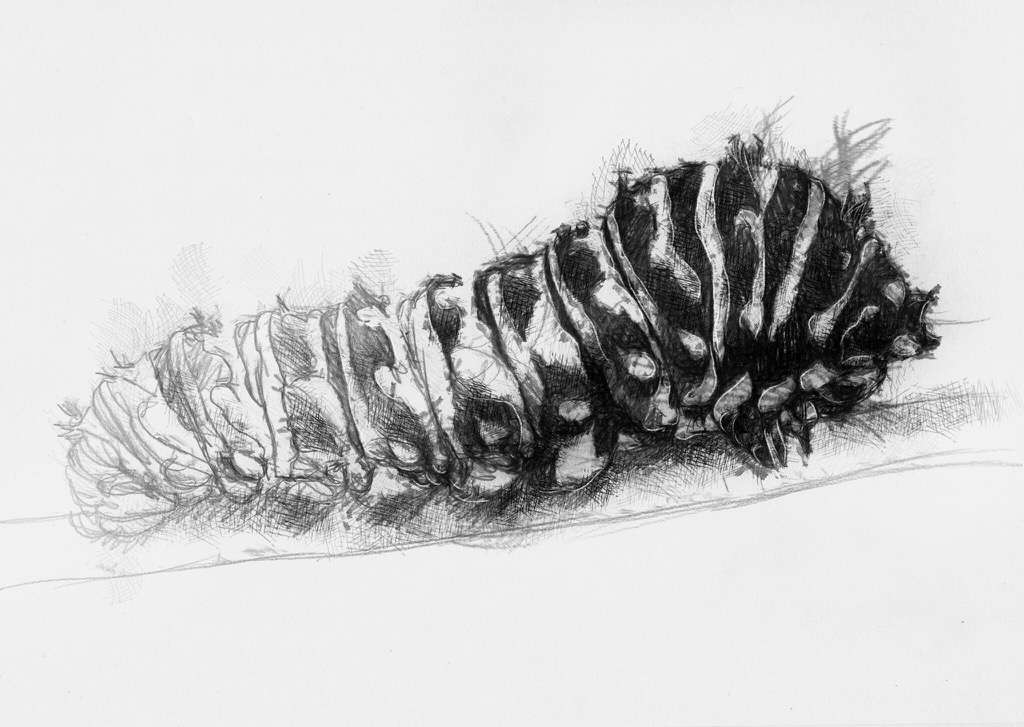 Caterpillar SeanBriggs