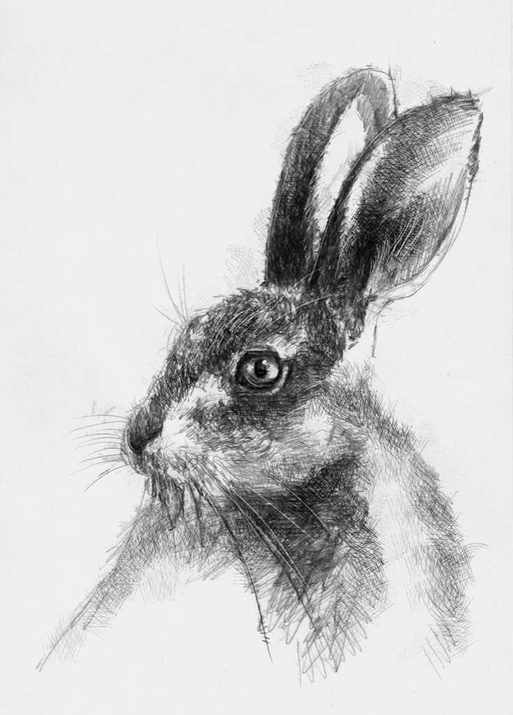 Hare again | | SeanBriggs