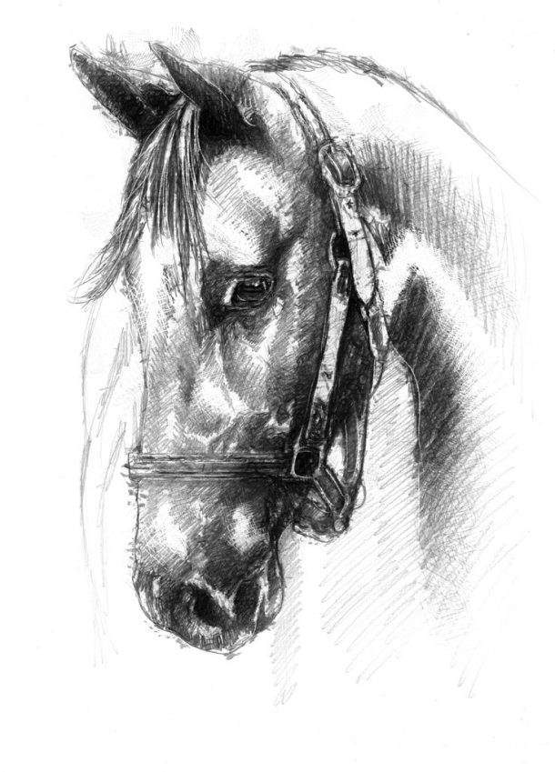 Horse portrait | SeanBriggs