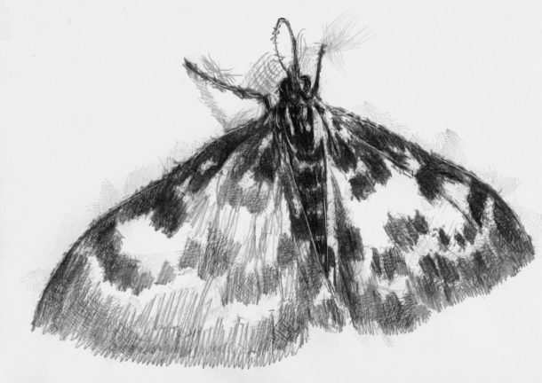 Spotted moth | SeanBriggs