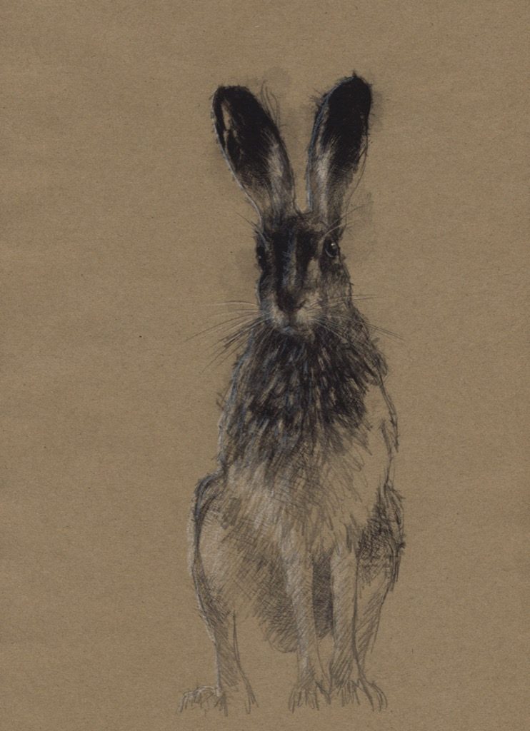 Hare sitting | SeanBriggs