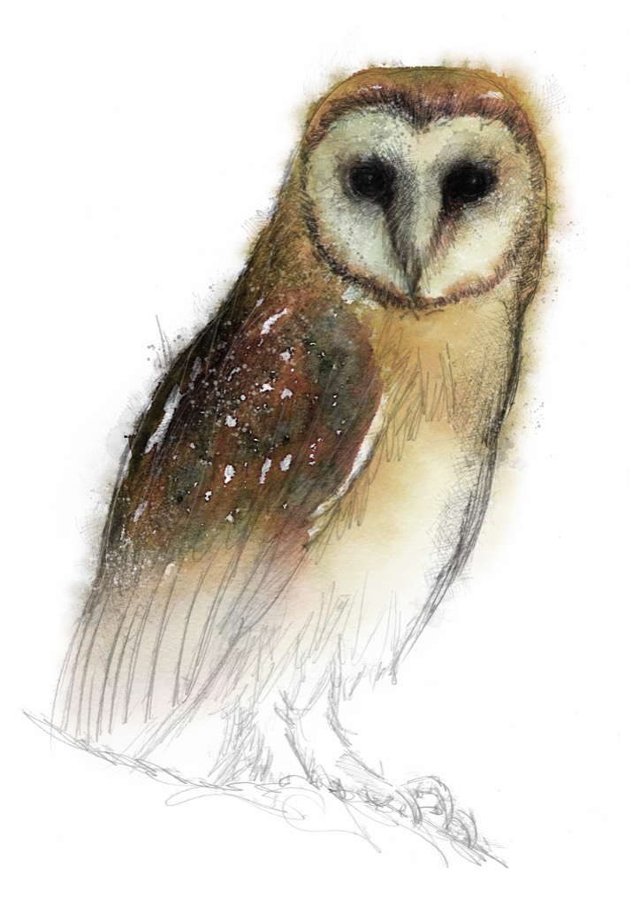 Barn owl | | SeanBriggs