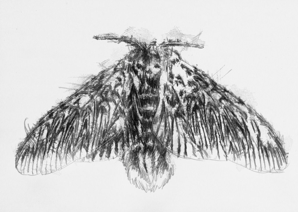 Moth | SeanBriggs